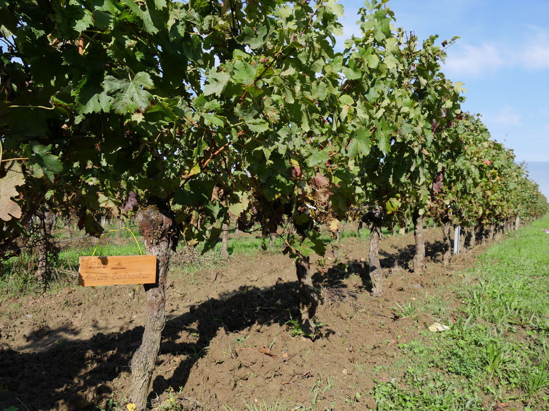 Виноградник на урожай